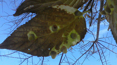 galls turning leaf brown