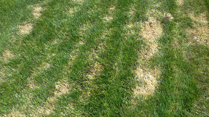Other Grass Issues - Lawngevity