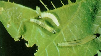 oak worm caterpillar on leaf