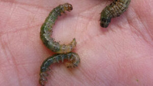 Sod webworms create a need for lawn service.