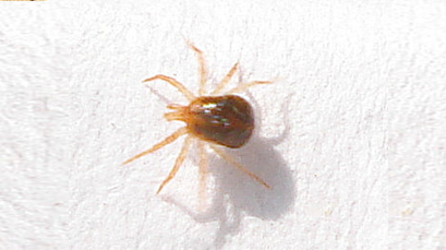 spider mite insect