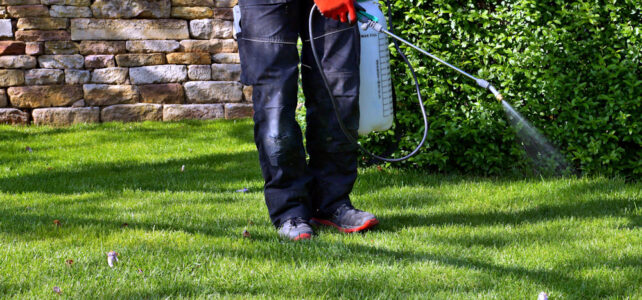Utah Landscaper spraying pesticide with portable sprayer to eradicate garden weeds