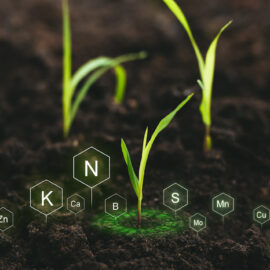 Role of nutrients in plant life for development.