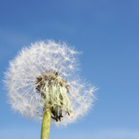 Dandelion representing seasonal allergies
