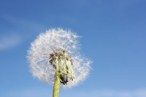 Dandelion representing seasonal allergies