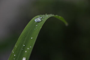 Blade of grass with droplets of water atop