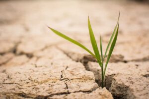 plant sprouting up from dry, cracked ground
