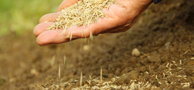 hand holding grass seed.