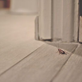 Beetle crawling on floor of home.
