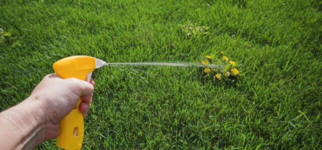 Down With Dandelions: How to Permanently Eliminate Pesky Weeds