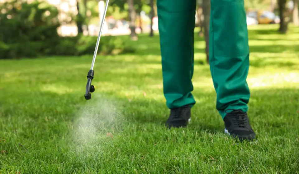 A man in green pants uses a spray hose on a lawn.