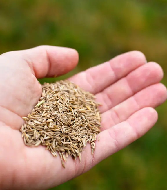 Grass seed held in an open palm