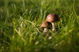 Mushrooms in your grass can be a sign of lawn disease. Get tips for lawn disease treatment from Lawngevity.