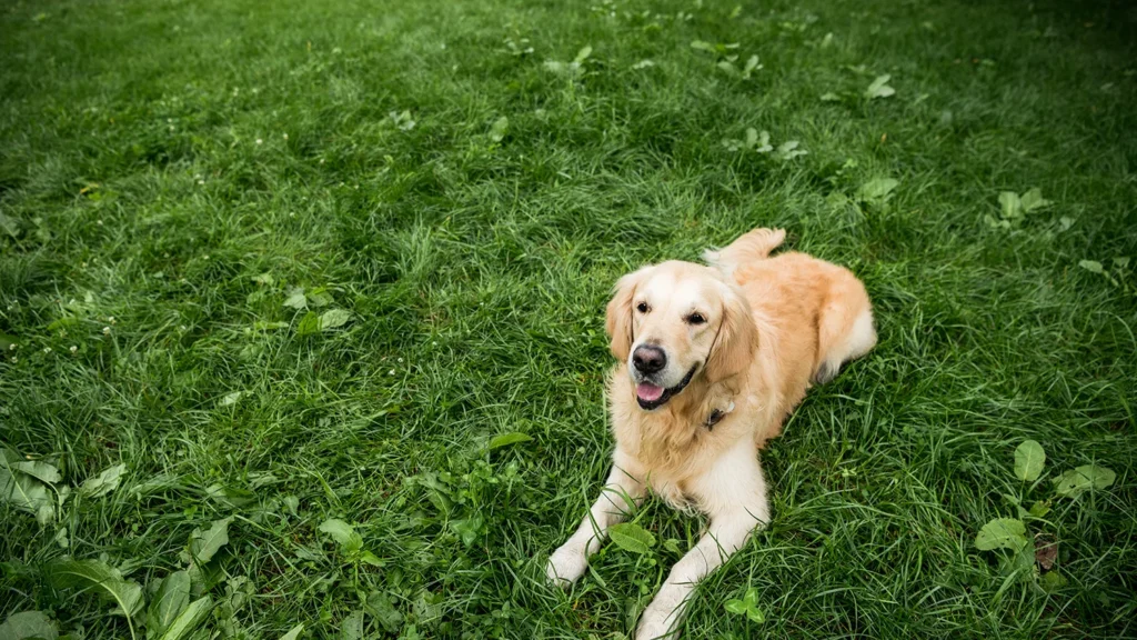 adorable golden retriever dog resting on green lawn