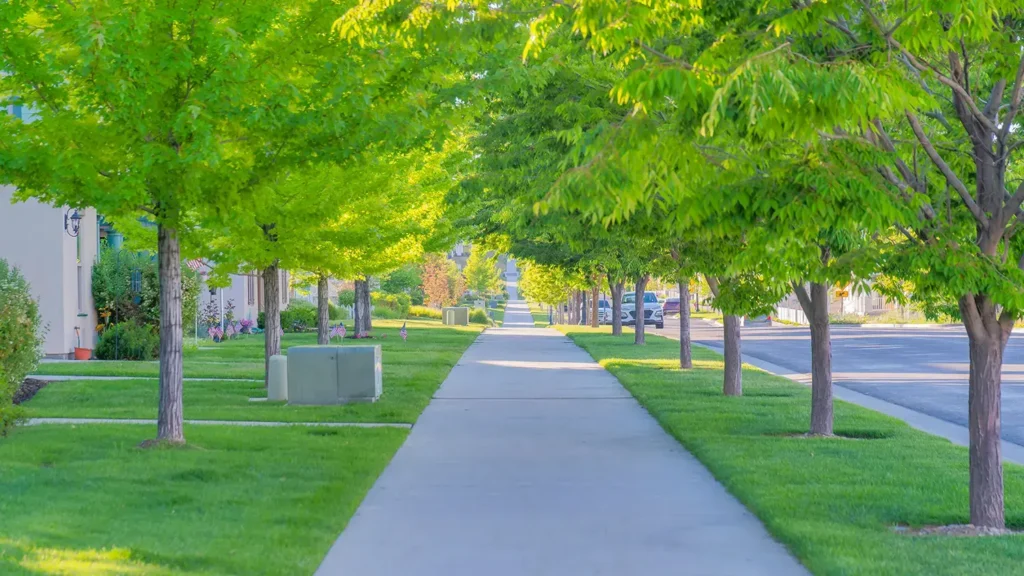 Straight concrete pathway along with the columnar trees at Daybreak, South Jordan, Utah