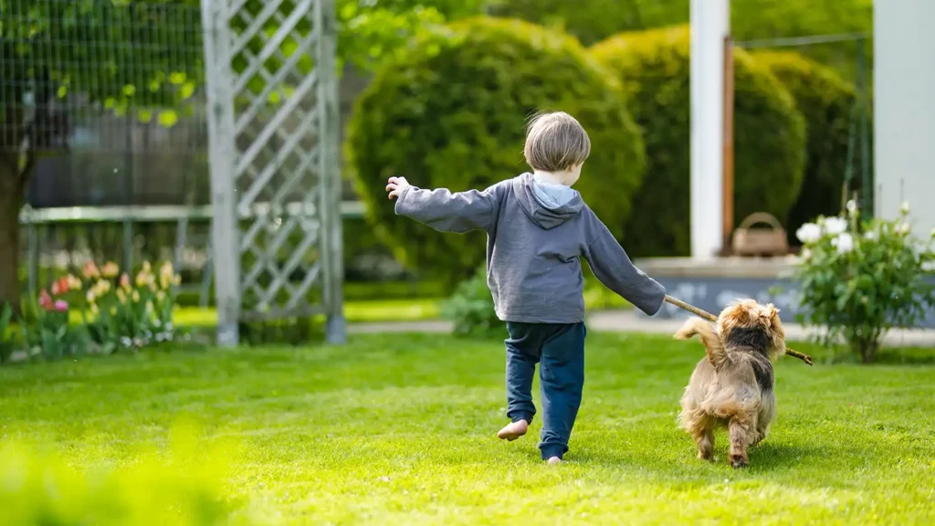 Little boy playing with pedigreed Australian terrier dog outside after lawn care services are cleared